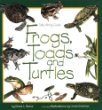 Frogs, toads, and turtles