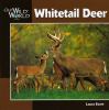 Whitetail deer