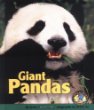 Giant pandas