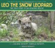 Leo, the snow leopard