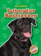 Labrador retrievers