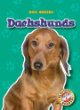 Dachshunds