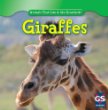 Giraffes