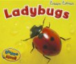 Ladybugs