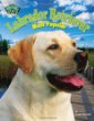 Labrador retriever : most popular