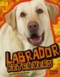 Labrador retrievers