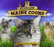 Marvelous maine coons