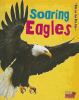 Soaring eagles