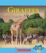 Giraffes