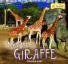 Meet the giraffe