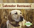 Labrador retrievers