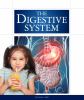 The digestive system