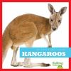 Kangaroos