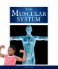 The muscular system