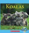 Koalas