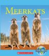 Meerkats