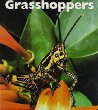 Grasshoppers