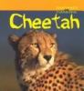 Cheetah