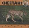 Cheetahs