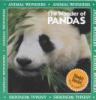The wonder of pandas