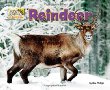 Reindeer