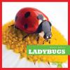 Ladybugs