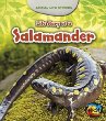 Life story of a salamander