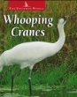 Whooping cranes
