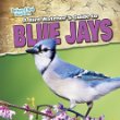 A bird watcher's guide to blue jays