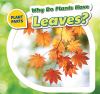 Why do plants have leaves?