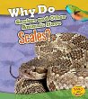 Why do snakes and other animals have scales?