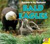 Bald eagles