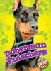 Doberman pinschers