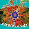 Who lives in a colorful coral reef?