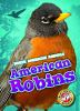 American robins