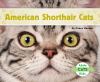 American shorthair cats