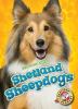 Shetland sheepdogs