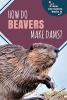 How do beavers make dams?