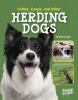 Collies, Corgis, and other herding dogs
