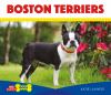 Boston terriers :