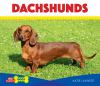 Dachshunds :