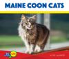 Maine coon cats