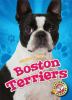 Boston terriers