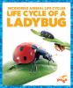 Life cycle of a ladybug