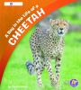 A day in the life of a cheetah