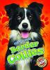 Border collies :