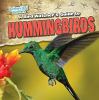 A Bird Watcher's Guide To Hummingbirds