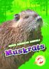 Muskrats