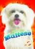 Maltese