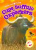 Cape Buffalo And Oxpeckers